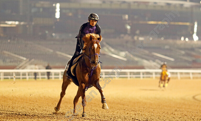 Win-Carnelian-0002 
 WIN CARNELIAN training for the Godolphin Mile
Meydan, Dubai, 21 Mar 2023 - Pic Steven Cargill / Racingfotos.com