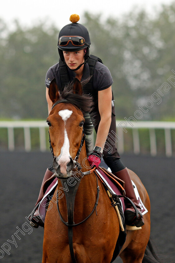 Coltrane-0002 
 COLTRANE training for the Dubai Gold Cup
Meydan Dubai 26 Mar 2024 - Pic Steven Cargill / Racingfotos.com