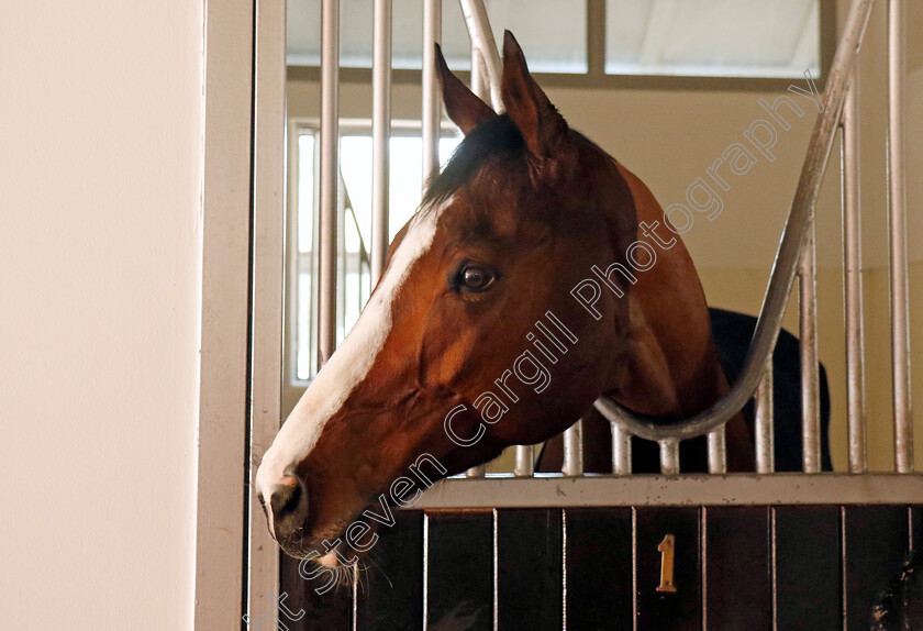 Facteur-Cheval-0003 
 FACTEUR CHEVAL training at the Dubai Racing Carnival
Meydan 22 Jan 2025 - Pic Steven Cargill / Racingfotos.com