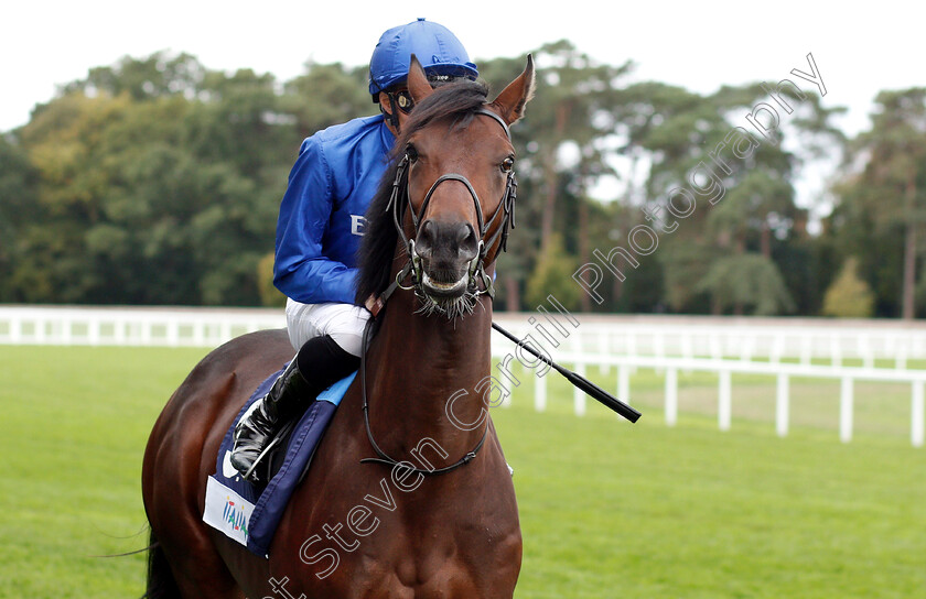 Magic-Illusion-0001 
 MAGIC ILLUSION (William Buick)
Ascot 8 Sep 2018 - Pic Steven Cargill / Racingfotos.com