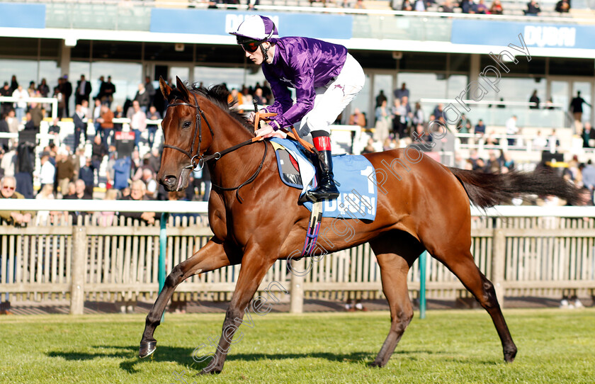 Cathedral-0001 
 CATHEDRAL (David Egan)
Newmarket 11 Oct 2024 - Pic Steven Cargill / Racingfotos.com