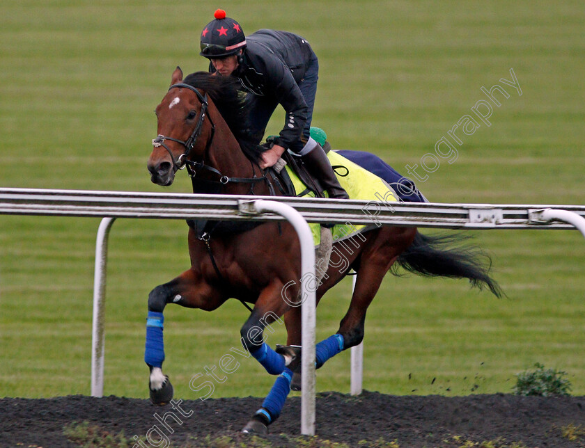 Cracksman-0004 
 CRACKSMAN cantering up Warren Hill in Newmarket 13 Oct 2017 - Pic Steven Cargill / Racingfotos.com