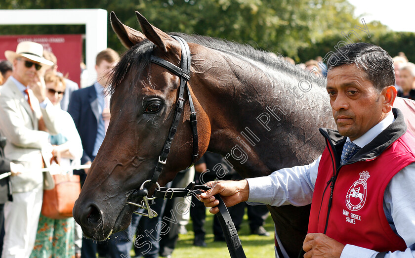 Too-Darn-Hot-0019 
 TOO DARN HOT after The Qatar Sussex Stakes
Goodwood 31 Jul 2019 - Pic Steven Cargill / Racingfotos.com