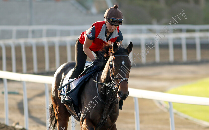 Jungle-Drums-0004 
 JUNGLE DRUMS training at the Dubai Racing Carnival 
Meydan 2 Jan 2025 - Pic Steven Cargill / Racingfotos.com