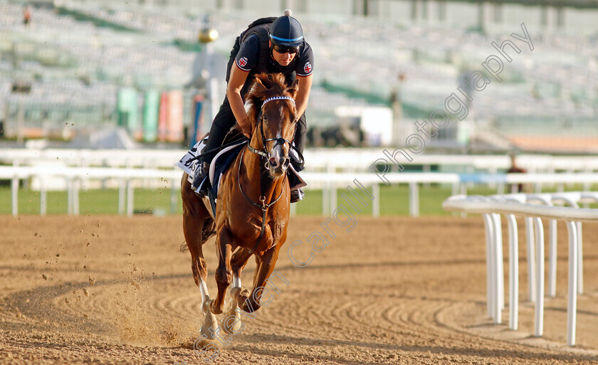 Al-Dasim-0002 
 AL DASIM training for The Al Quoz Sprint
Meydan, Dubai, 22 Mar 2023 - Pic Steven Cargill / Racingfotos.com