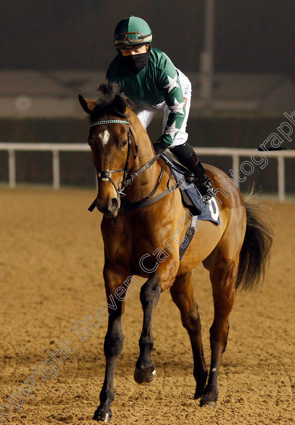 Liverpool-Knight-0002 
 LIVERPOOL KNIGHT (Hollie Doyle)
Wolverhampton 7 Jan 2021 - Pic Steven Cargill / Racingfotos.com