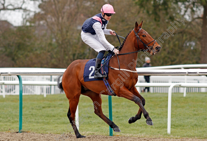 Rocketeer-0001 
 ROCKETEER (Dnaiel Muscutt)
Lingfield 22 Feb 2020 - Pic Steven Cargill / Racingfotos.com