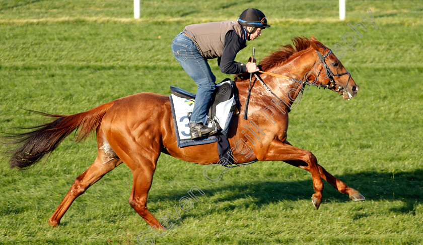 See-Hector-0001 
 SEE HECTOR training at the Dubai Racing Carnival
Meydan 22 Jan 2025 - Pic Steven Cargill / Racingfotos.com