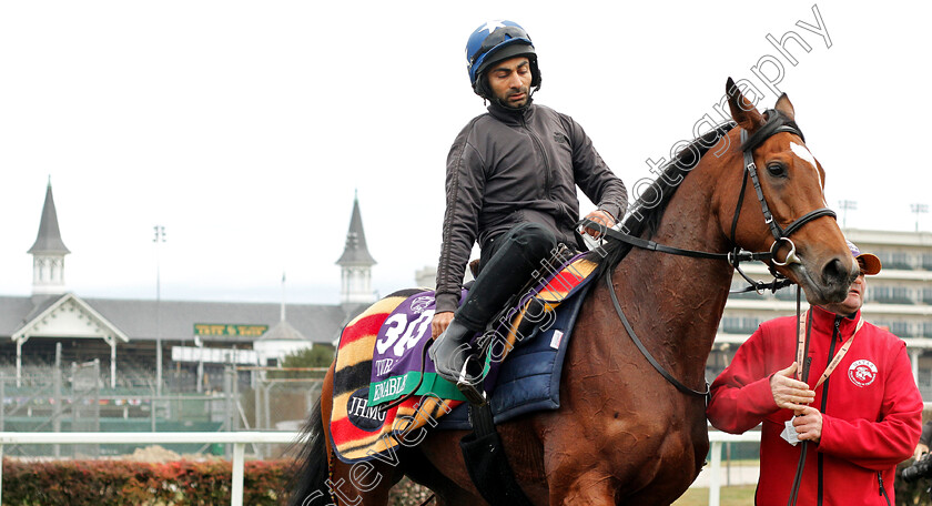 Enable-0014 
 ENABLE after exercising ahead of the Breeders' Cup Turf
Churchill Downs 30 Oct 2018 - Pic Steven Cargill / Racingfotos.com