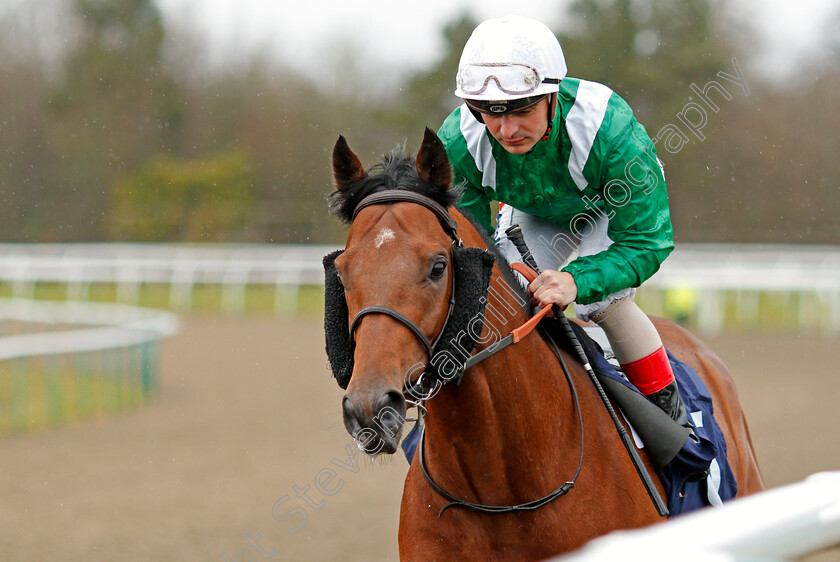 Red-Label-0001 
 RED LABEL (Andrea Atzeni) Lingfield 3 Feb 2018 - Pic Steven Cargill / Racingfotos.com