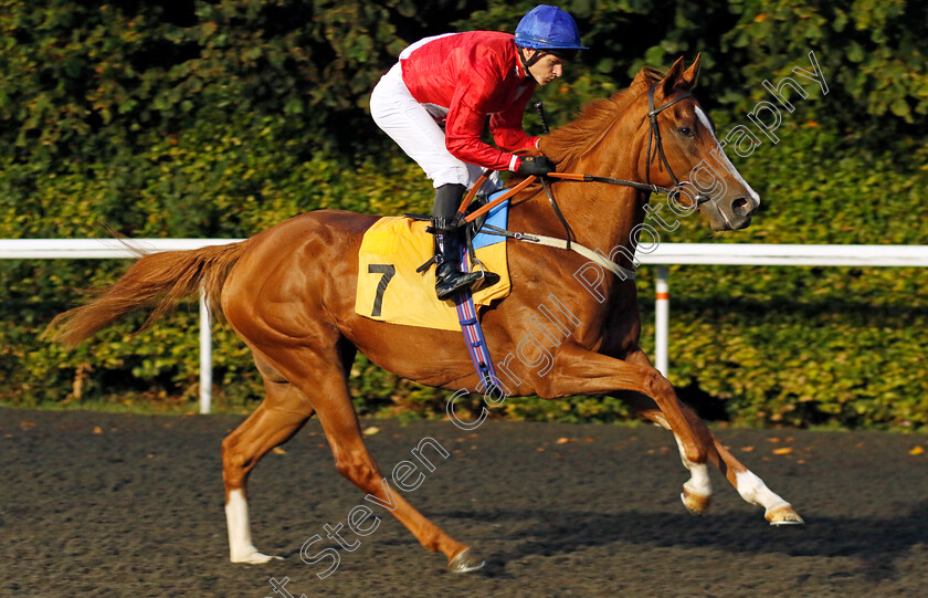 Prevail-0002 
 PREVAIL (Richard Kingscote)
Kempton 6 Sep 2024 - Pic Steven Cargill / Racingfotos.com