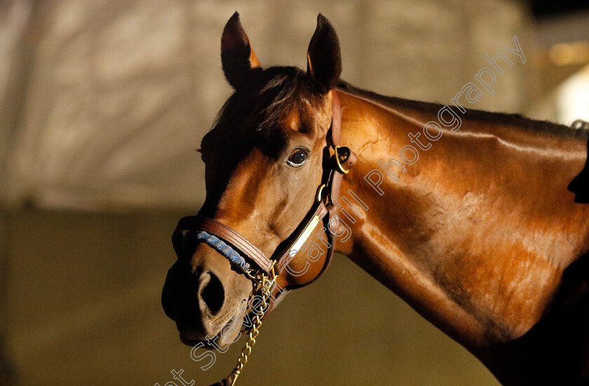 Flightline-0010 
 FLIGHTLINE after training for the Breeders' Cup Classic
Keeneland USA 2 Nov 2022 - Pic Steven Cargill / Racingfotos.com