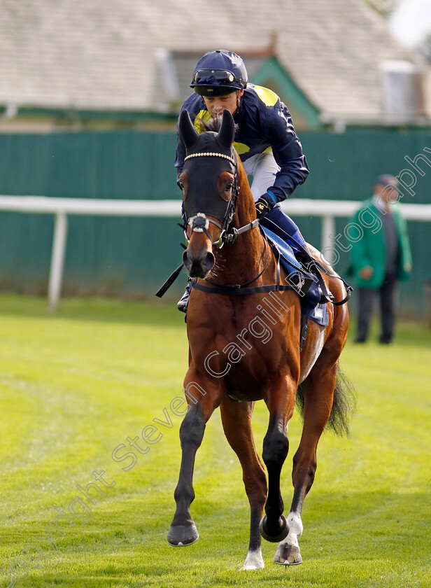 Dubawi-Time-0001 
 DUBAWI TIME (Benoit de la Sayette)
Yarmouth 16 Oct 2023 - Pic Steven Cargill / Racingfotos.com