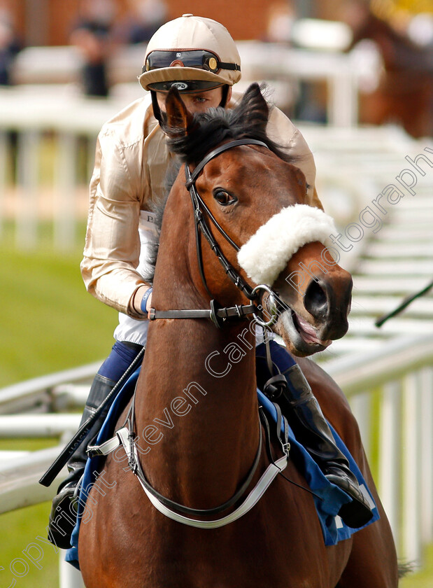 Spitting-Feathers-0001 
 SPITTING FEATHERS (Kevin Stott)
York 13 May 2021 - Pic Steven Cargill / Racingfotos.com