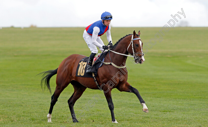 War-Leader 
 WAR LEADER (Levi Williams)
Newmarket 29 Oct 2021 - Pic Steven Cargill / Racingfotos.com