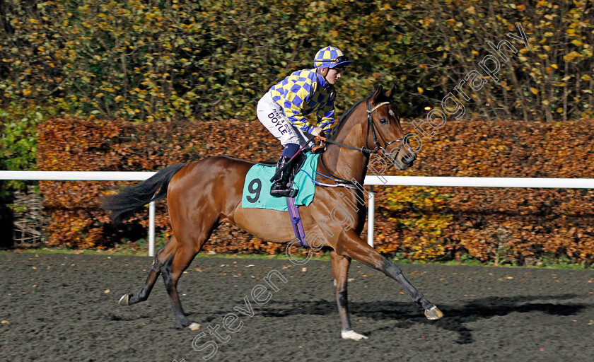 Bayards-Cove-0001 
 BAYARDS COVE (Hollie Doyle) Kempton 22 Nov 2017 - Pic Steven Cargill / Racingfotos.com