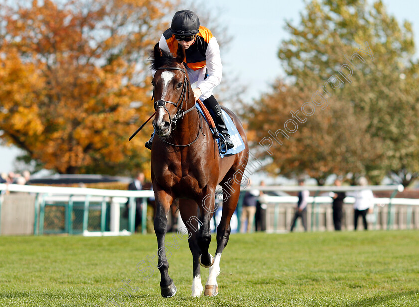 Omnivega-0002 
 OMNIVEGA (Stevie Donohoe)
Newmarket 13 Oct 2018 - Pic Steven Cargill / Racingfotos.com