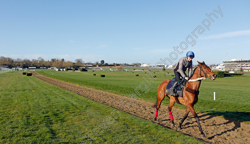 Honeysuckle-0003 
 HONEYSUCKLE exercising on the eve of the Cheltenham Festival
Cheltenham 14 Mar 2022 - Pic Steven Cargill / Racingfotos.com