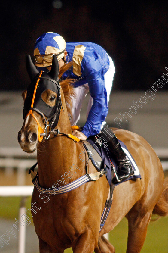 Sir-Magnum-0001 
 SIR MAGNUM (Rob Hornby)
Wolverhampton 19 Dec 2019 - Pic Steven Cargill / Racingfotos.com