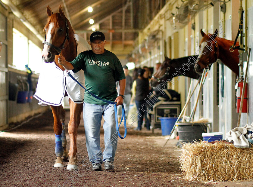 Justify-0025 
 JUSTIFY after exercising in preparation for The Belmont Stakes
Belmont Park USA 7 Jun 2018 - Pic Steven Cargill / Racingfotos.com