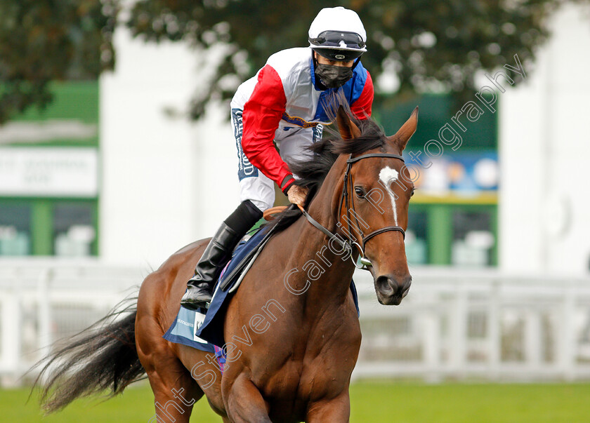 Declared-Interest-0001 
 DECALRED INTEREST (Harry Bentley)
Yarmouth 16 Sep 2020 - Pic Steven Cargill / Racingfotos.com