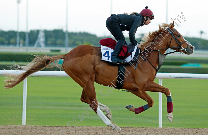 Galen-0001 
 GALEN training at the Dubai Racing Carnival 
Meydan 2 Jan 2025 - Pic Steven Cargill / Racingfotos.com