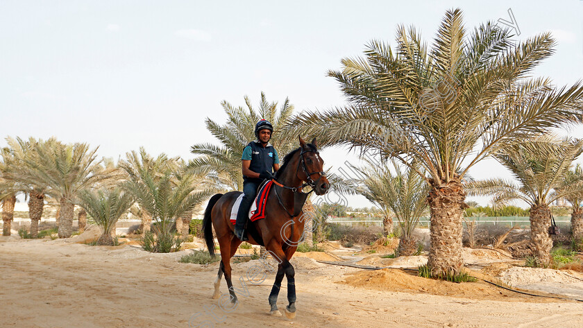 Desert-Encounter-0002 
 DESERT ENCOUNTER training for the Bahrain International Trophy
Rashid Equestrian & Horseracing Club, Bahrain, 18 Nov 2020