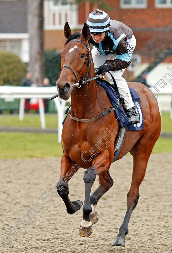 Chica-Del-Dia-0001 
 CHICA DEL DIA (David Probert)
Lingfield 15 Feb 2020 - Pic Steven Cargill / Racingfotos.com