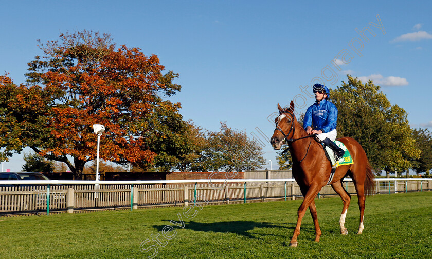 Desert-Flower-0009 
 DESERT FLOWER (William Buick) winner of The bet365 Fillies Mile 
Newmarket 11 Oct 2024 - pic Steven Cargill / Racingfotos.com