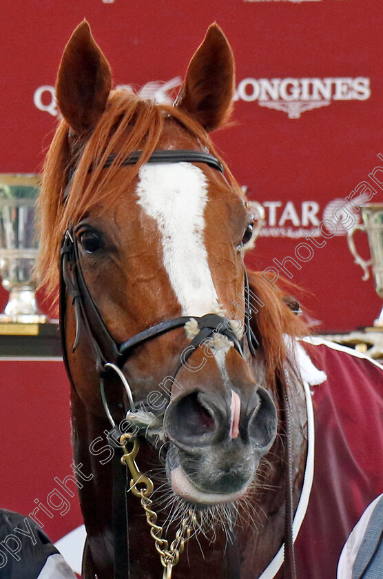 Kyprios-0012 
 KYPRIOS winner of The Qatar Prix du Cadran
Longchamp 5 Oct 2024 - Pic Steven Cargill / Racingfotos.com