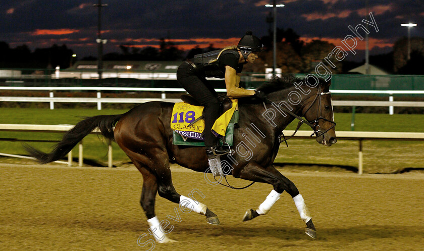 Yoshida-0002 
 YOSHIDA exercising ahead of The Breeders' Cup Classic
Churchill Downs USA 31 Oct 2018 - Pic Steven Cargill / Racingfotos.com