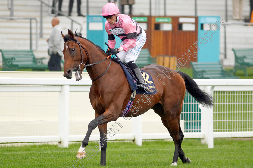 Winston s-Warrior-0002 
 WINSTON'S WARRIOR (Kieran Shoemark)
Ascot 6 Sep 2024 - Pic Steven Cargill / Racingfotos.com