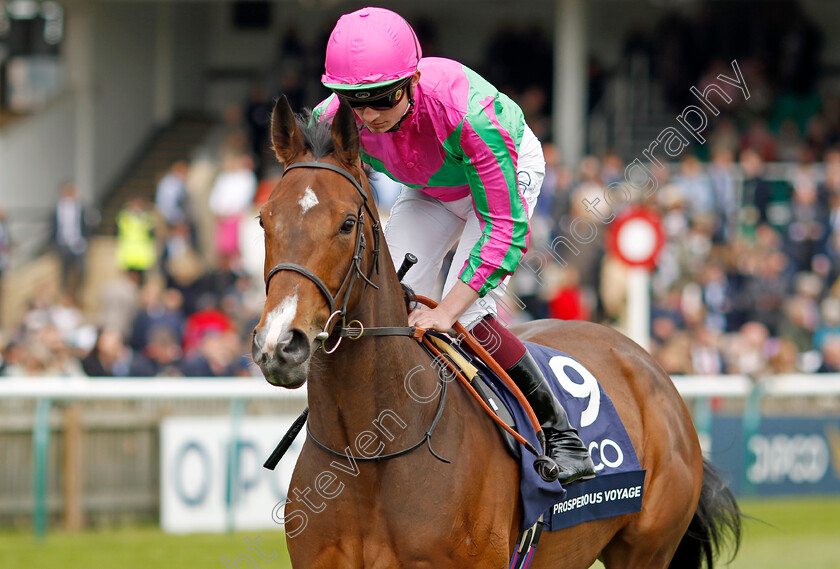 Prosperous-Voyage-0002 
 PROSPEROUS VOYAGE (Rob Hornby)
Newmarket 1 May 2022 - Pic Steven Cargill / Racingfotos.com