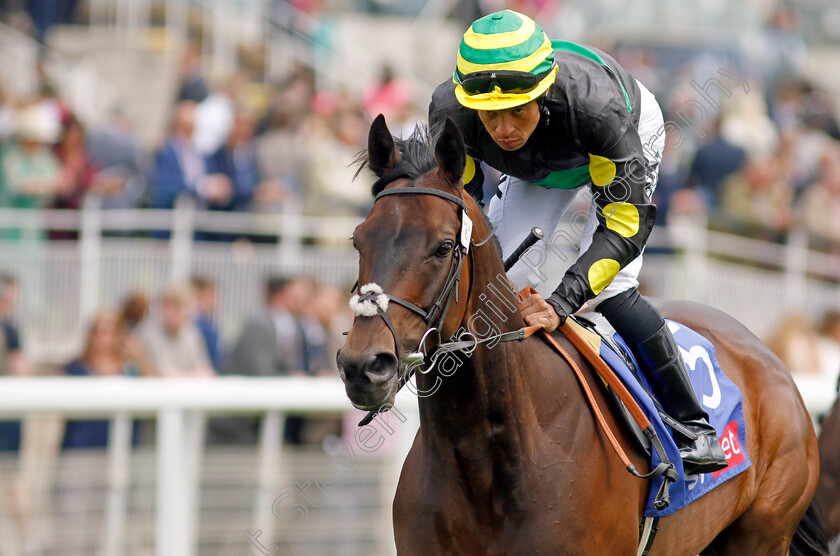 Mandoob-0002 
 MANDOOB (Sean Levey)
York 11 Jun 2022 - Pic Steven Cargill / Racingfotos.com