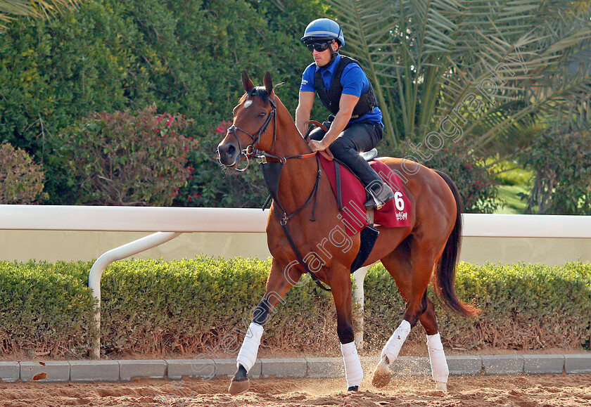 Dubai-Future-0001 
 DUBAI FUTURE training for The Turf Handicap
King Abdulaziz Racetrack, Riyadh, Saudi Arabia 24 Feb 2022 - Pic Steven Cargill / Racingfotos.com