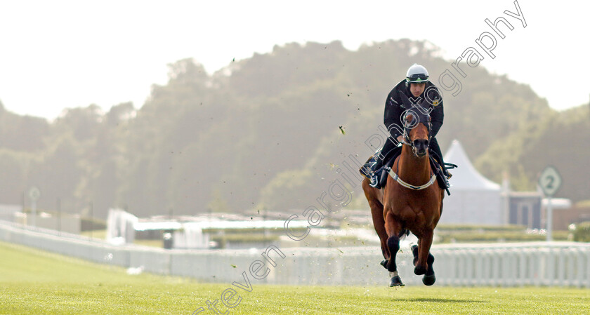 Home-Affairs-0015 
 HOME AFFAIRS - Australia to Ascot, preparing for the Royal Meeting.
Ascot 10 Jun 2022 - Pic Steven Cargill / Racingfotos.com