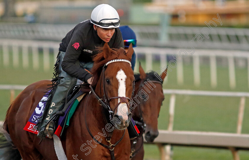 Elite-Power-0001 
 ELITE POWER training for The Breeders' Cup Sprint
Santa Anita 2 Nov 2023 - Pic Steven Cargill / Racingfotos.com