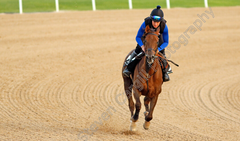 Geologist-0005 
 GEOLOGIST training at the Dubai Racing Carnival
Meydan 1 Mar 2024 - Pic Steven Cargill / Racingfotos.com