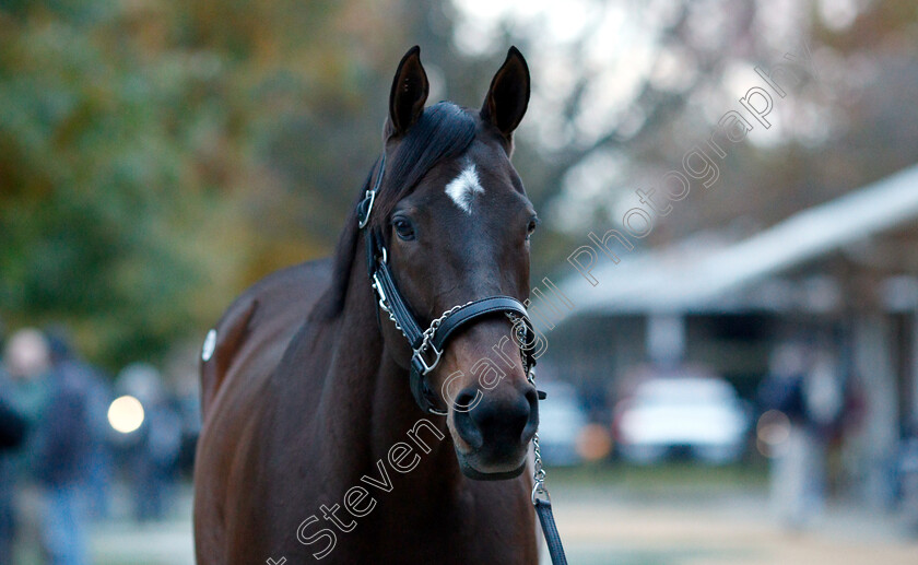 Lady-Aurelia-0002 
 LADY AURELIA before selling for $7.5million at Fasig Tipton, Lexington USA
4 Nov 2018 - Pic Steven Cargill / Racingfotos.com