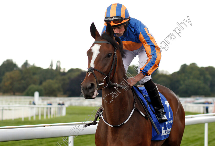 Magic-Wand-0001 
 MAGIC WAND (Ryan Moore)
York 23 Aug 2018 - Pic Steven Cargill / Racingfotos.com