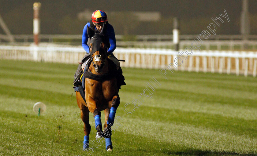 Lord-North-0003 
 LORD NORTH (Frankie Dettori) training for The Dubai Turf
Meydan, Dubai, 24 Mar 2022 - Pic Steven Cargill / Racingfotos.com