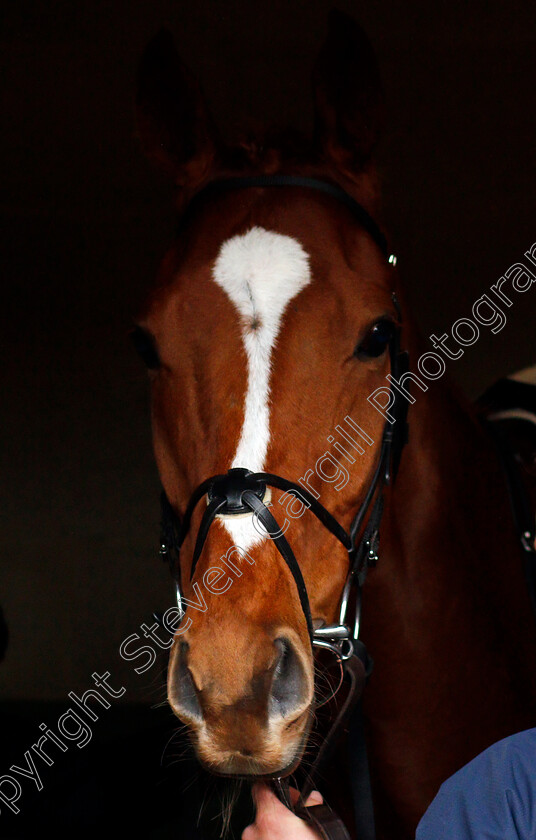 Samcro-0001 
 SAMCRO before The Ballymore Novices Hurdle Cheltenham 14 Mar 2018 - Pic Steven Cargill / Racingfotos.com