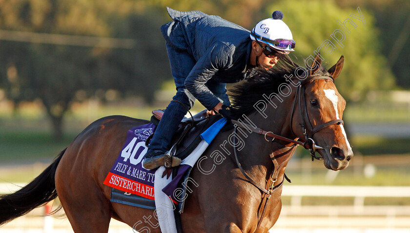 Sistercharlie-0003 
 SISTERCHARLIE training for the Breeders' Cup Filly & Mare Turf
Santa Anita USA 30 Oct 2019 - Pic Steven Cargill / Racingfotos.com