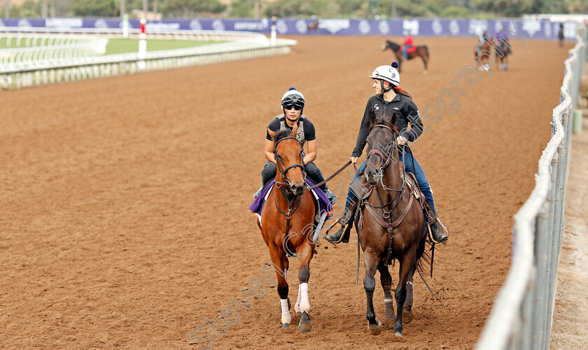 Lady-Eli-0002 
 LADY ELI training for The Breeders' Cup Filly and Mare Turf at Del Mar USA, 1 Nov 2017 - Pic Steven Cargill / Racingfotos.com