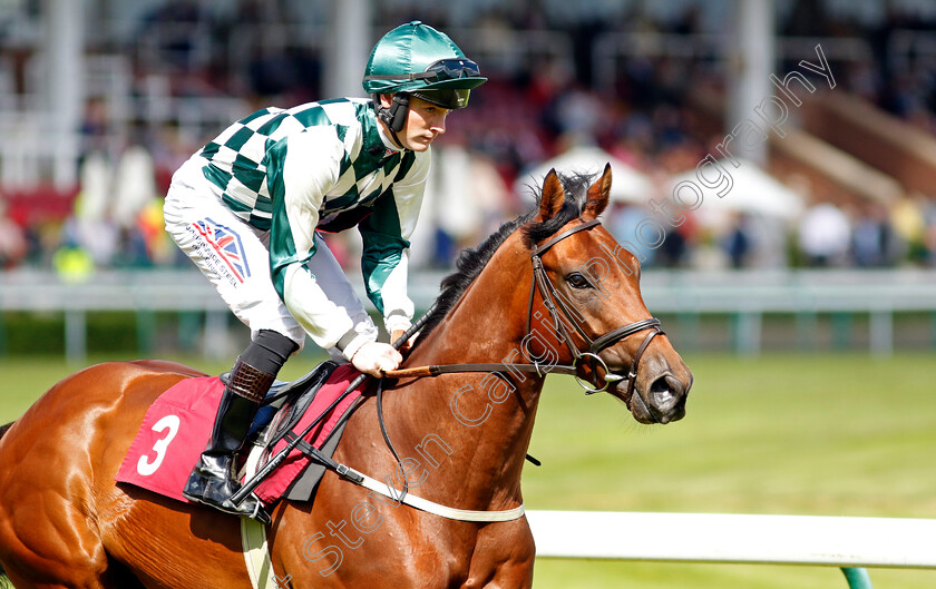 Bigbertiebassett-0001 
 BIGBERTIEBASSETT (Lewis Edmunds)
Haydock 8 Jun 2024 - Pic Steven Cargill / Racingfotos.com