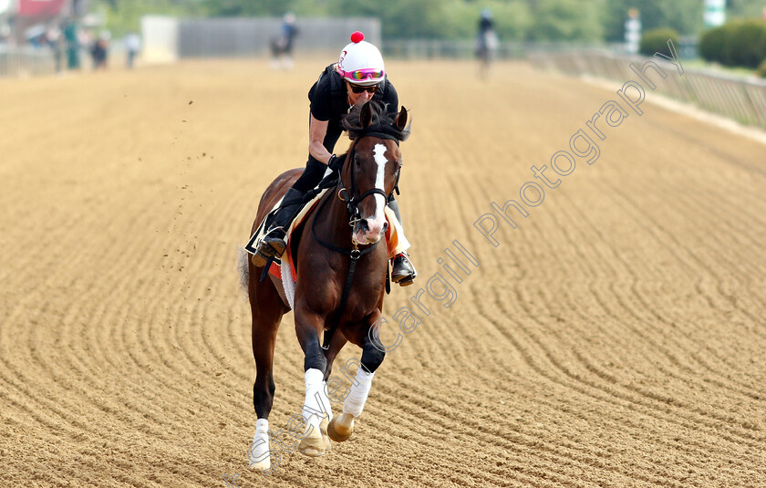 War-Of-Will-0002 
 WAR OF WILL exercising in preparation for the Preakness Stakes
Pimlico, Baltimore USA, 16 May 2019 - Pic Steven Cargill / Racingfotos.com