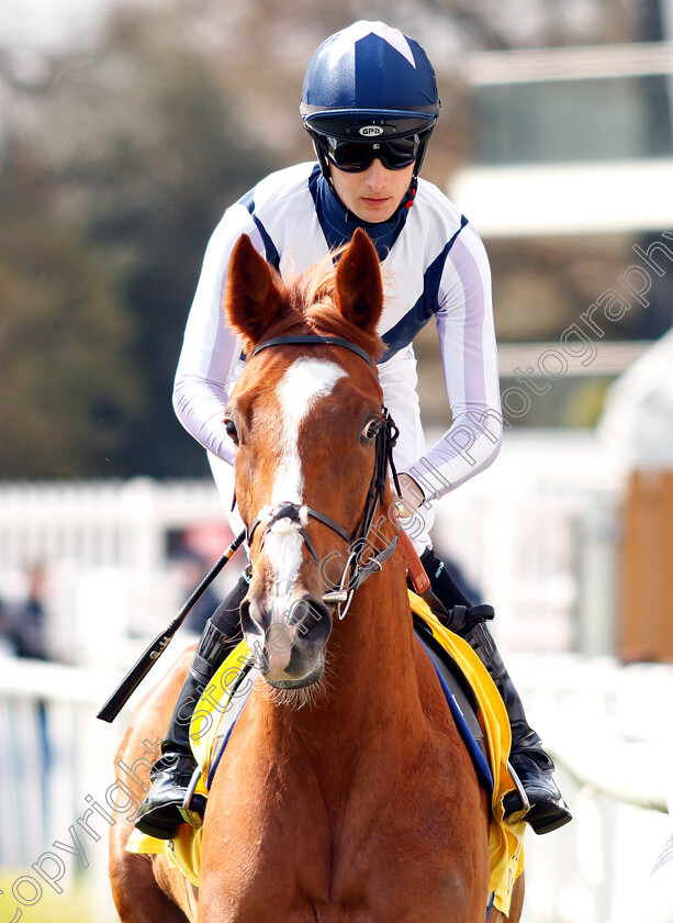 Dancing-Vega-0001 
 DANCING VEGA (Harry Bentley)
Newbury 13 Apr 2019 - Pic Steven Cargill / Racingfotos.com