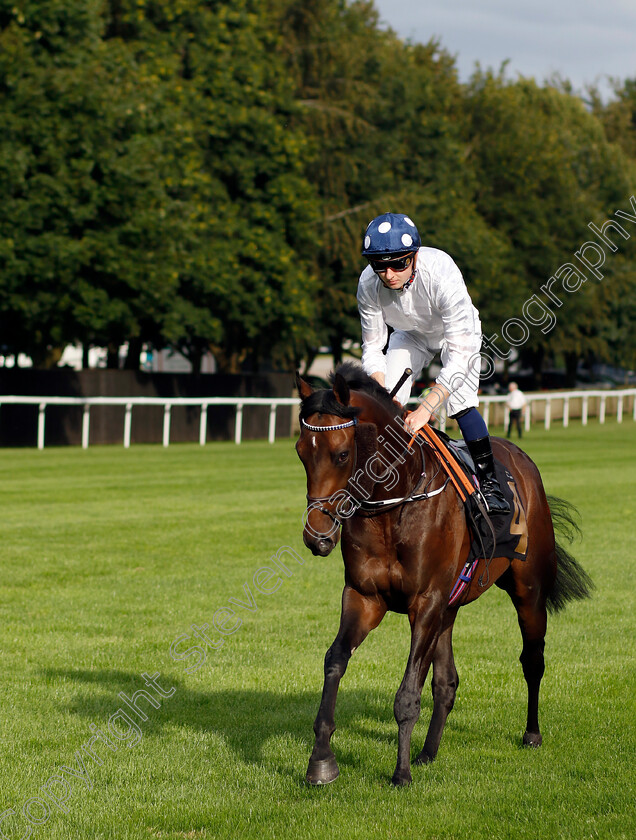 Art-Historian-0001 
 ART HISTORIAN (Adam Farragher)
Newmarket 28 Jul 2023 - Pic Steven Cargill / Racingfotos.com