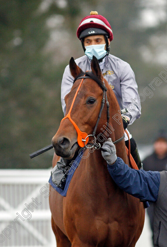 Mekbat-0003 
 MEKBAT (Sean Levey)
Lingfield 25 Jan 2022 - Pic Steven Cargill / Racingfotos.com