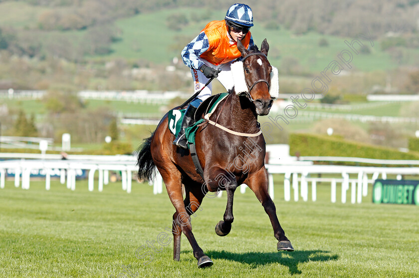 Hawthorn-Cottage-0004 
 HAWTHORN COTTAGE (Lucy Barry) wins The Spreadex Sports Betting Mares' Standard Open National Hunt Flat Race Cheltenham 19 Apr 2018 - Pic Steven Cargill / Racingfotos.com